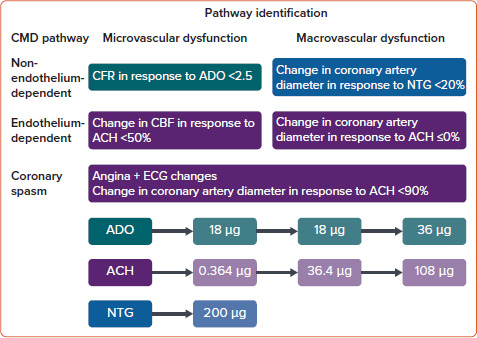 Microvascular Angina: Diagnosis and Management.