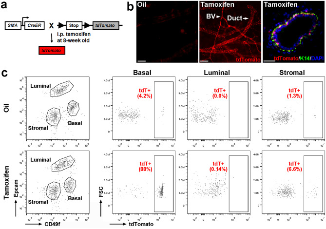 Altered Epithelial-mesenchymal Plasticity as a Result of Ovol2 Deletion Minimally Impacts the Self-renewal of Adult Mammary Basal Epithelial Cells.