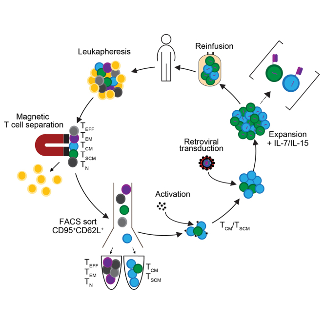 Accelerating clinical-scale production of BCMA CAR T cells with defined maturation stages.