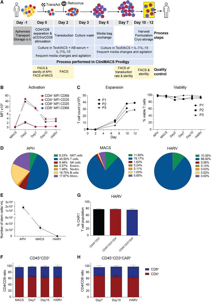 Accelerating clinical-scale production of BCMA CAR T cells with defined maturation stages.