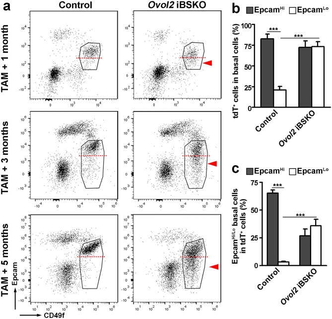 Altered Epithelial-mesenchymal Plasticity as a Result of Ovol2 Deletion Minimally Impacts the Self-renewal of Adult Mammary Basal Epithelial Cells.