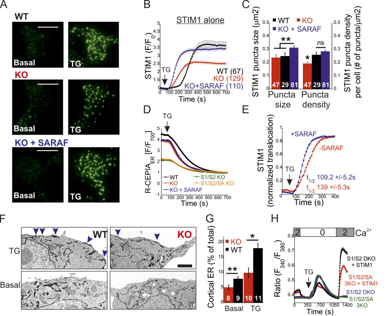 Bidirectional regulation of calcium release-activated calcium (CRAC) channel by SARAF.