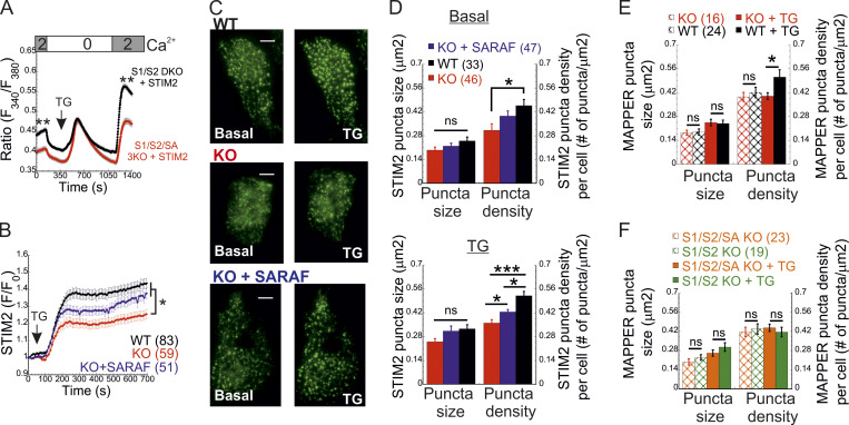 Bidirectional regulation of calcium release-activated calcium (CRAC) channel by SARAF.
