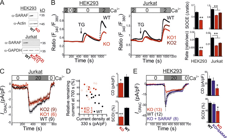 Bidirectional regulation of calcium release-activated calcium (CRAC) channel by SARAF.