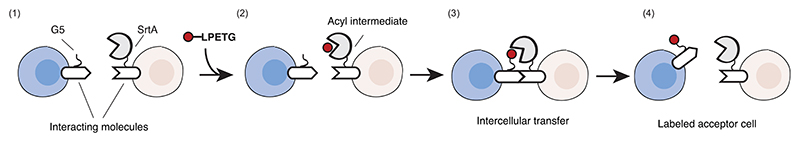 Engineering Ligand and Receptor Pairs with LIPSTIC to Track Cell-Cell Interactions.