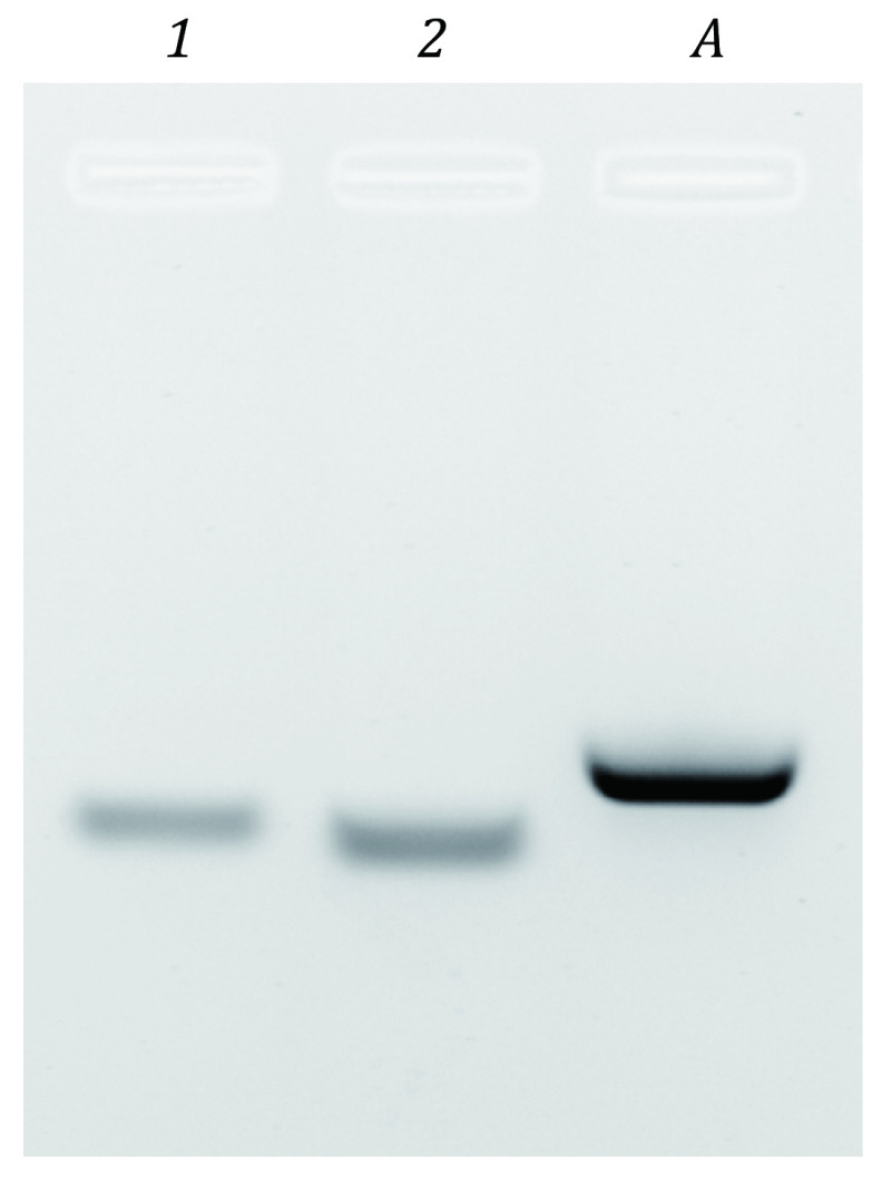 Quantitation of nucleoprotein complexes by UV absorbance and Bradford assay.