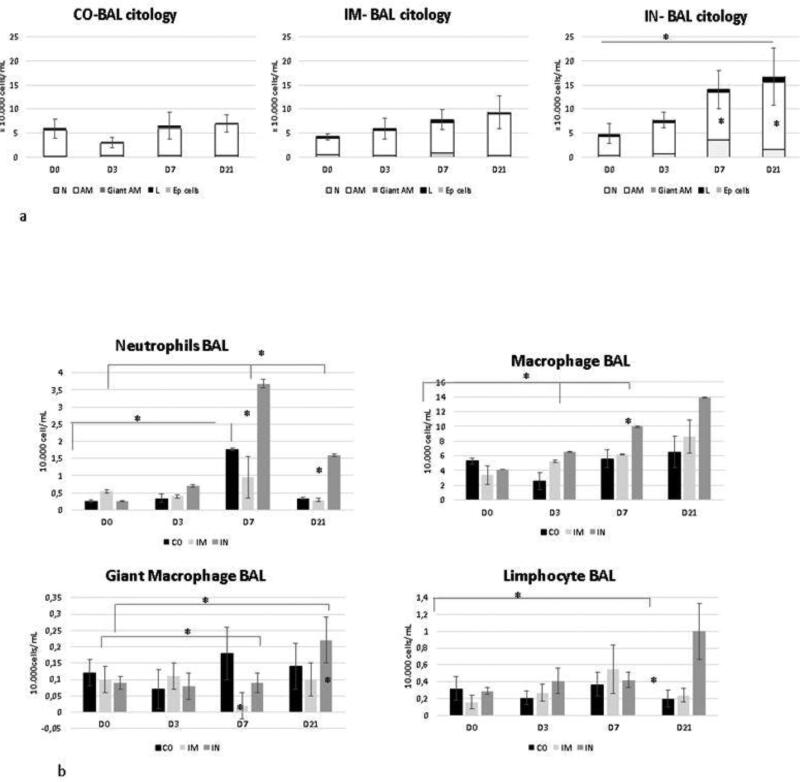 The effect of bovine vaccines against respiratory viruses administered either intranasal or intramuscular on broncho-alveolar fluid cells of heifers.