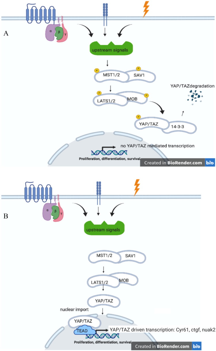 Hippo signaling pathway in companion animal diseases, an under investigated signaling cascade.