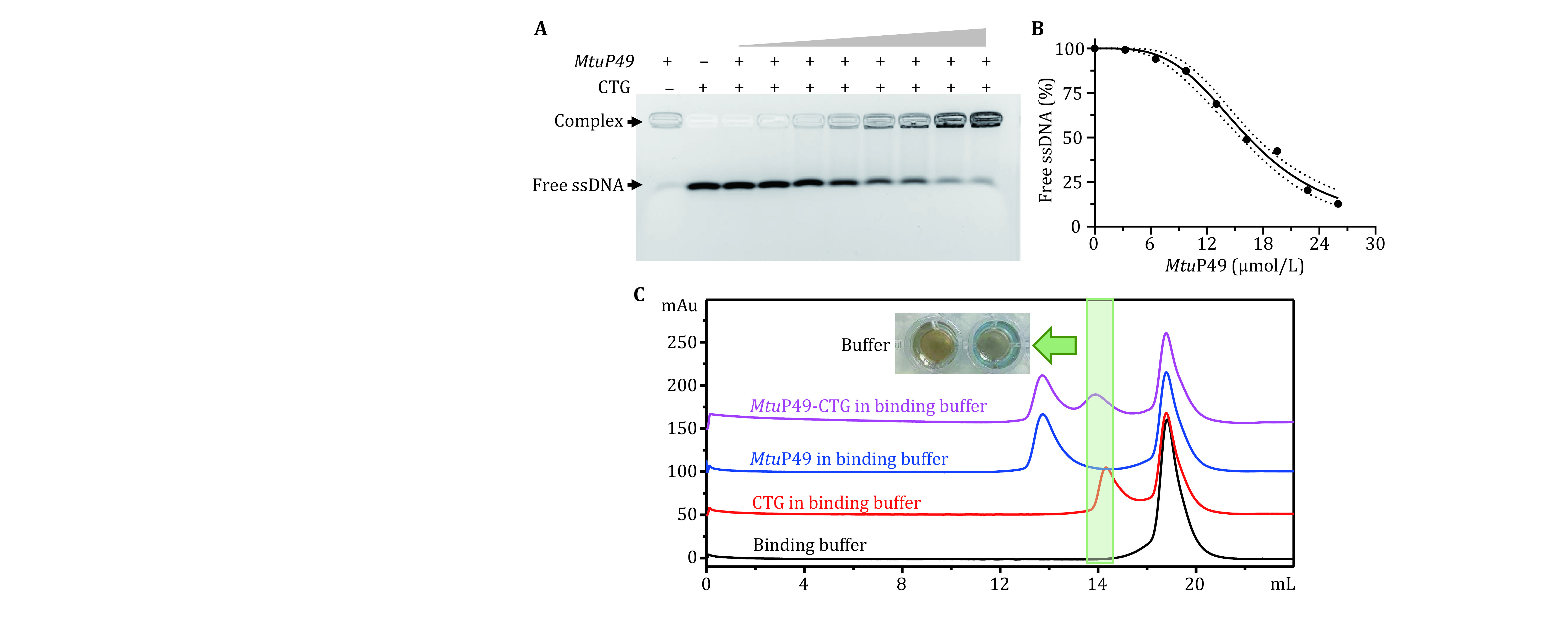 Quantitation of nucleoprotein complexes by UV absorbance and Bradford assay.