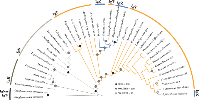 From IgZ to IgT: A Call for a Common Nomenclature for Immunoglobulin Heavy Chain Genes of Ray-Finned Fish.