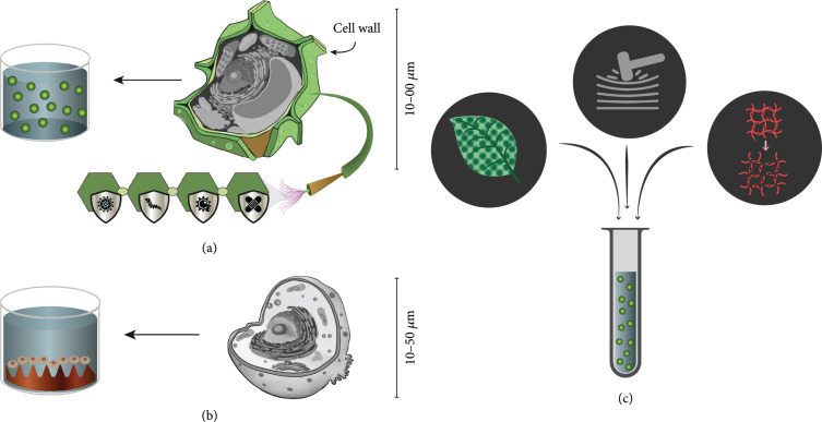 Tissue Regeneration with Hydrogel Encapsulation: A Review of Developments in Plants and Animals.