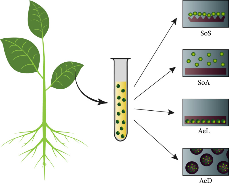 Tissue Regeneration with Hydrogel Encapsulation: A Review of Developments in Plants and Animals.