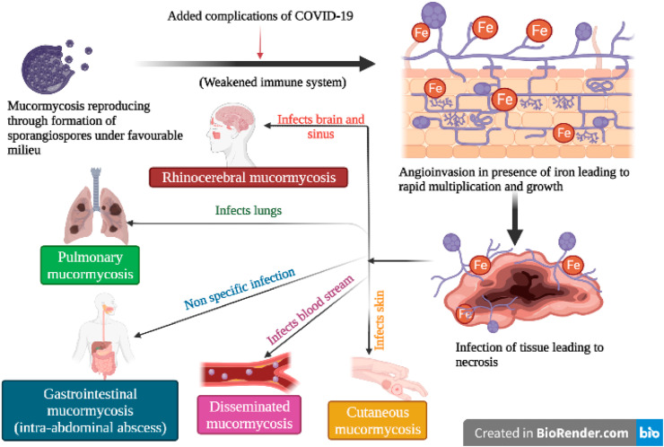 The rise in cases of mucormycosis, candidiasis and aspergillosis amidst COVID19