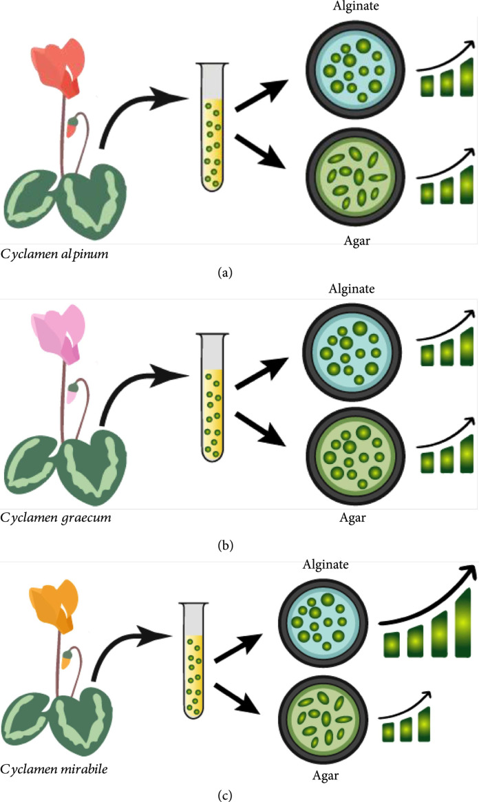 Tissue Regeneration with Hydrogel Encapsulation: A Review of Developments in Plants and Animals.