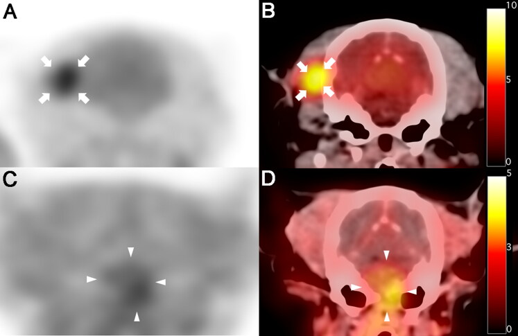 Characteristics of <sup>18</sup>F-FDG and <sup>18</sup>F-FDOPA PET in an 8-year-old neutered male Yorkshire Terrier dog with glioma: long-term chemotherapy using hydroxyurea plus imatinib with prednisolone and immunoreactivity for PDGFR-β and LAT1.