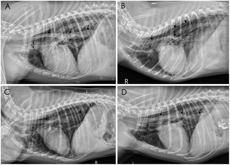 Thoracic radiographic features of fatal paraquat intoxication in eleven dogs.