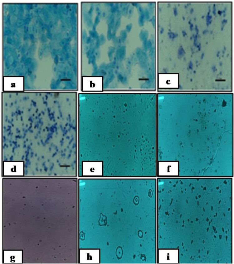 Ameliorative effects of <i>Cuscuta reflexa</i> and <i>Peucedanum grande</i> on letrozole induced polycystic ovary syndrome in Wistar rats.