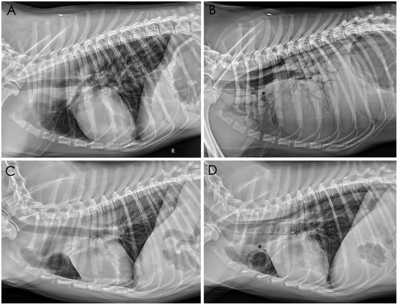 Thoracic radiographic features of fatal paraquat intoxication in eleven dogs.