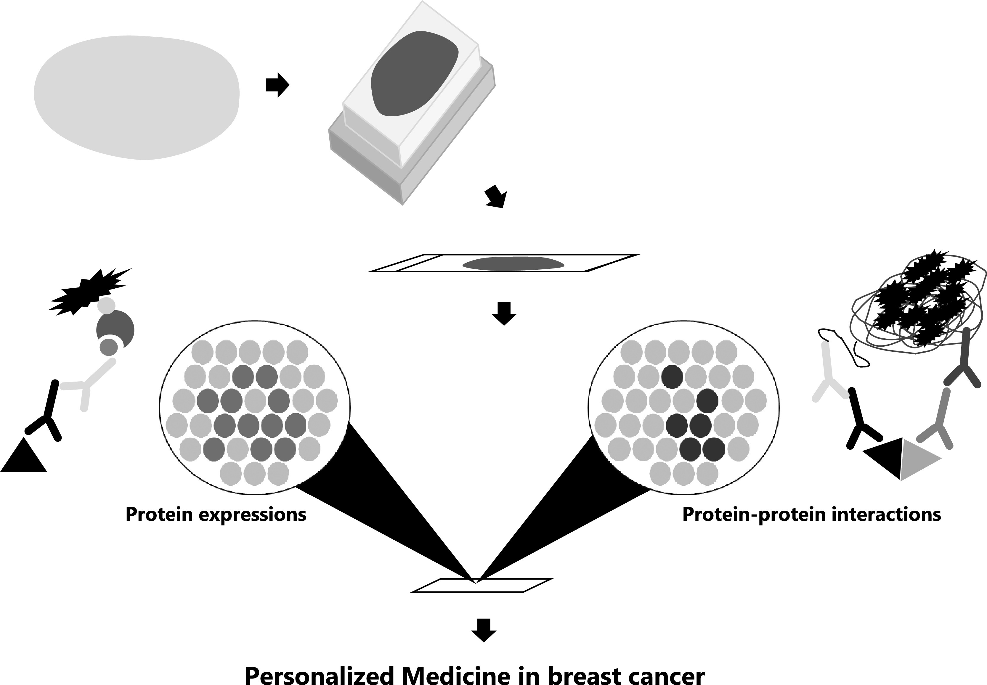 The Visualization of Protein-Protein Interactions in Breast Cancer: Deployment Study in Pathological Examination.