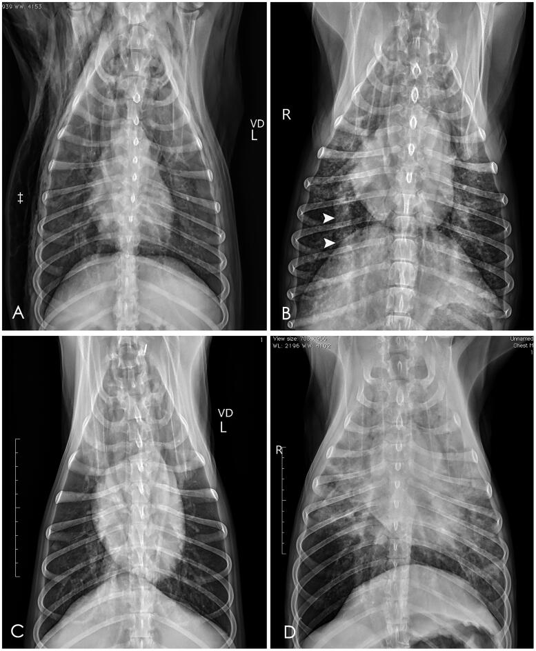 Thoracic radiographic features of fatal paraquat intoxication in eleven dogs.