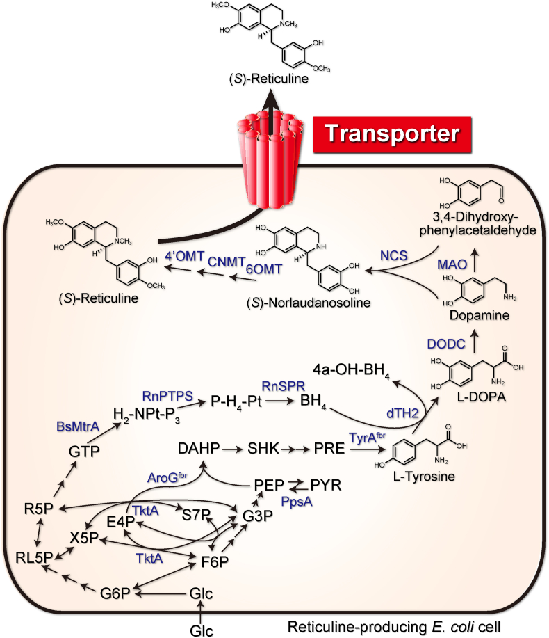 Transport engineering for improving the production and secretion of valuable alkaloids in Escherichia coli