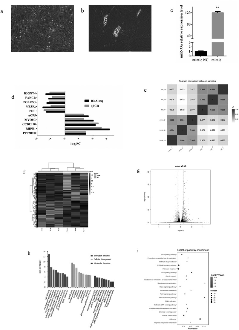 MiR-33a plays an crucial role in the proliferation of bovine preadipocytes.