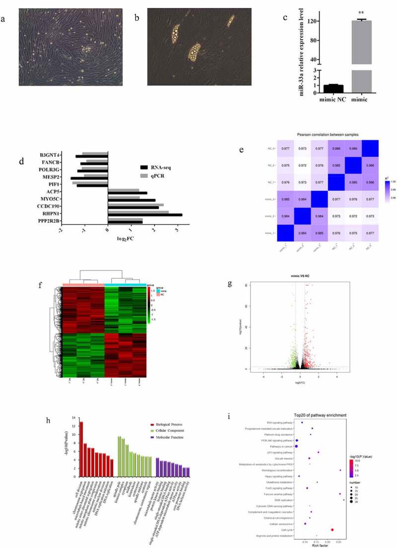 MiR-33a plays an crucial role in the proliferation of bovine preadipocytes.