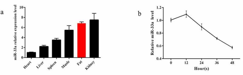 MiR-33a plays an crucial role in the proliferation of bovine preadipocytes.