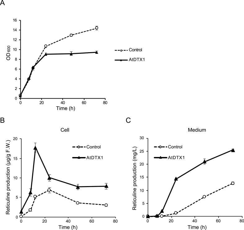 Transport engineering for improving the production and secretion of valuable alkaloids in Escherichia coli