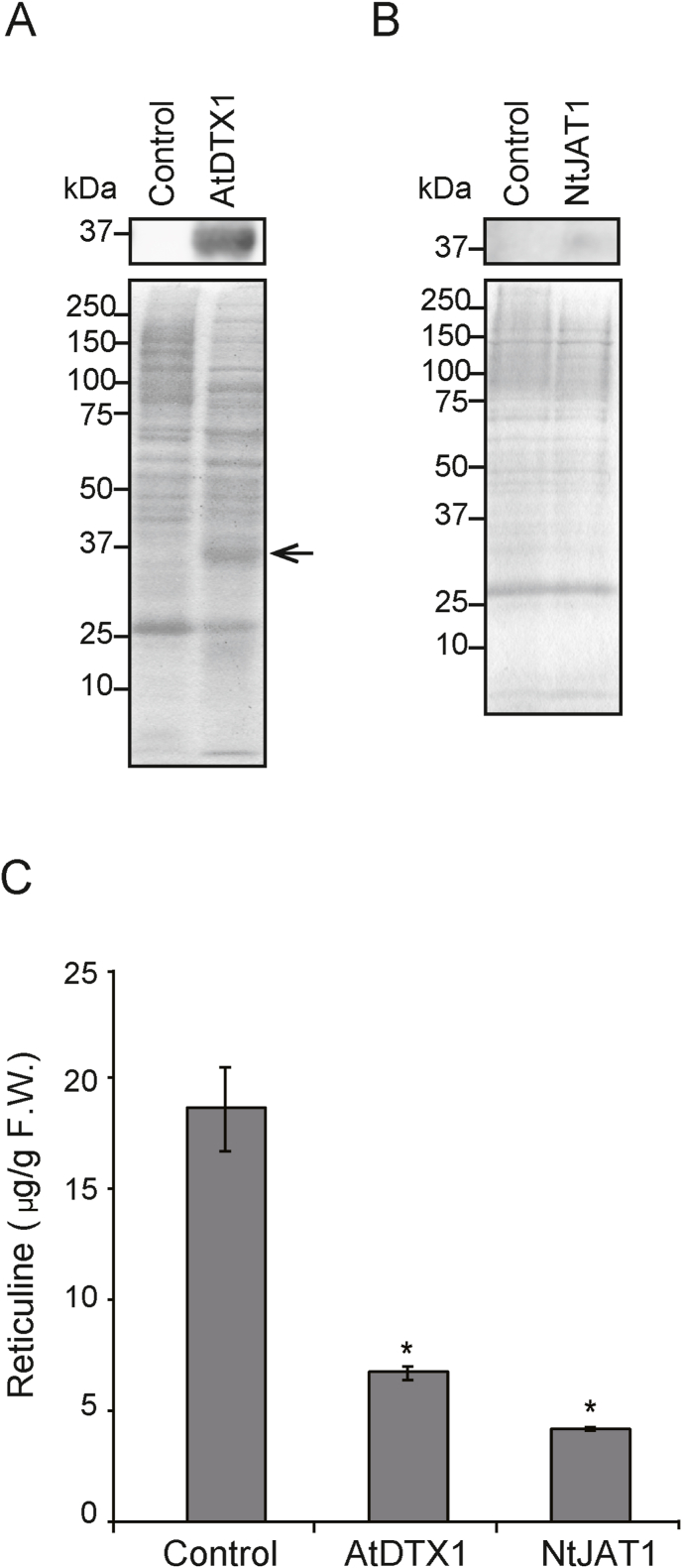 Transport engineering for improving the production and secretion of valuable alkaloids in Escherichia coli