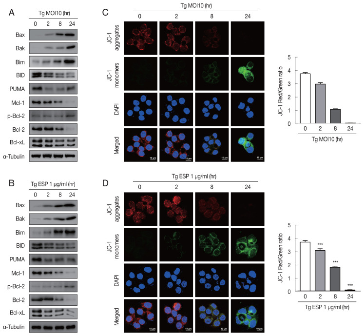 Toxoplasma gondii Induces Apoptosis via Endoplasmic Reticulum Stress-Derived Mitochondrial Pathway in Human Small Intestinal Epithelial Cell-Line.