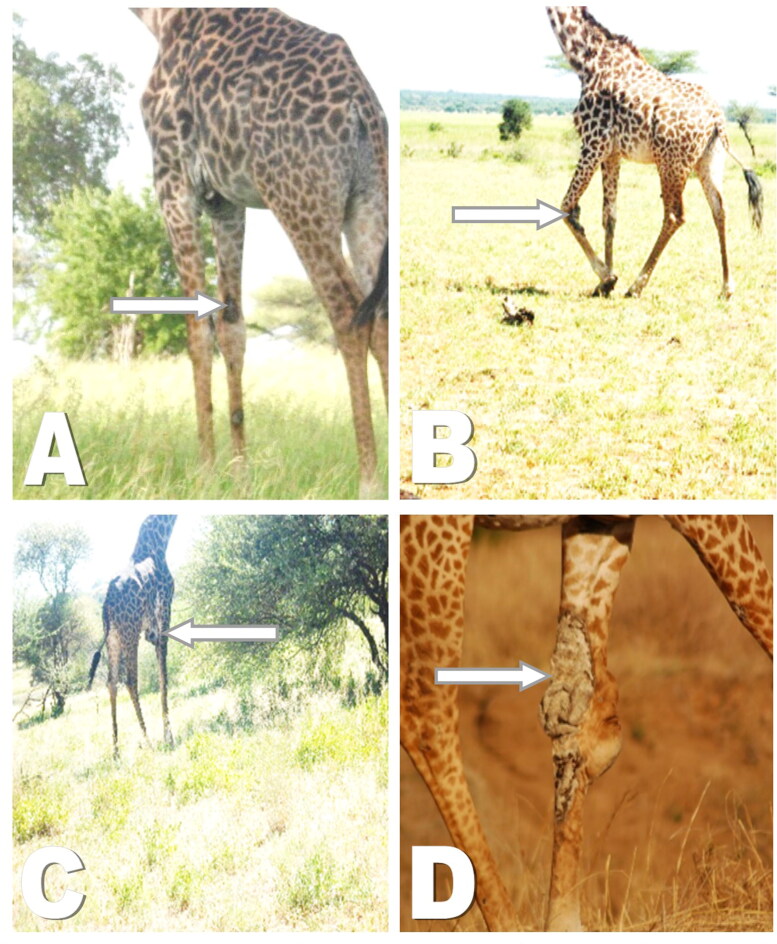 Prevalence and histopathological characterization of Masai Giraffe (<i>Giraffa camelopardalis tippelskirchi</i>) skin disease in Tarangire-Manyara ecosystem, Northern Tanzania.