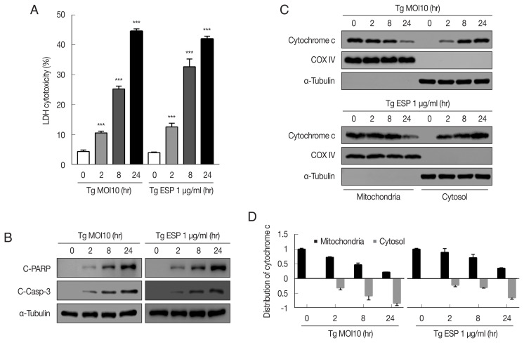 Toxoplasma gondii Induces Apoptosis via Endoplasmic Reticulum Stress-Derived Mitochondrial Pathway in Human Small Intestinal Epithelial Cell-Line.