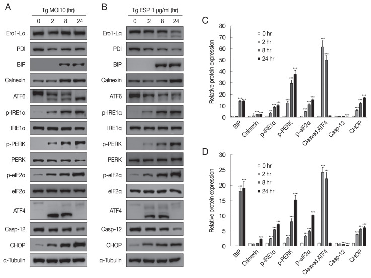 Toxoplasma gondii Induces Apoptosis via Endoplasmic Reticulum Stress-Derived Mitochondrial Pathway in Human Small Intestinal Epithelial Cell-Line.