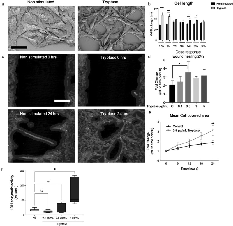 Mast cell tryptase enhances wound healing by promoting migration in human bronchial epithelial cells.