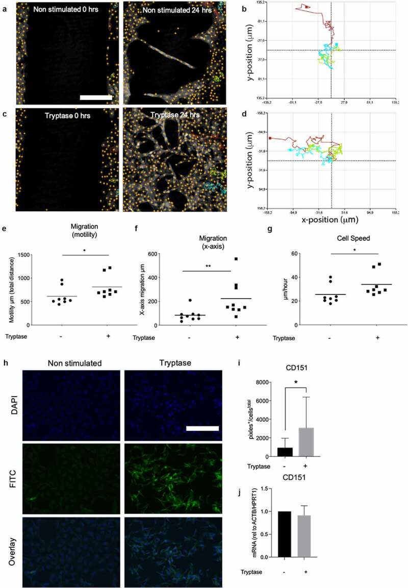 Mast cell tryptase enhances wound healing by promoting migration in human bronchial epithelial cells.