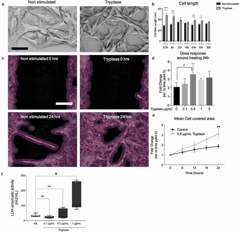 Mast cell tryptase enhances wound healing by promoting migration in human bronchial epithelial cells.