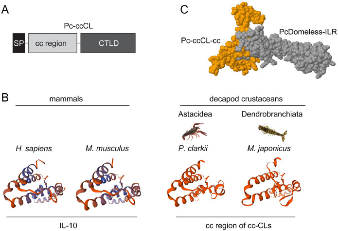 C-type lectin binds envelope protein of white spot syndrome virus and induces antiviral peptides in red swamp crayfish