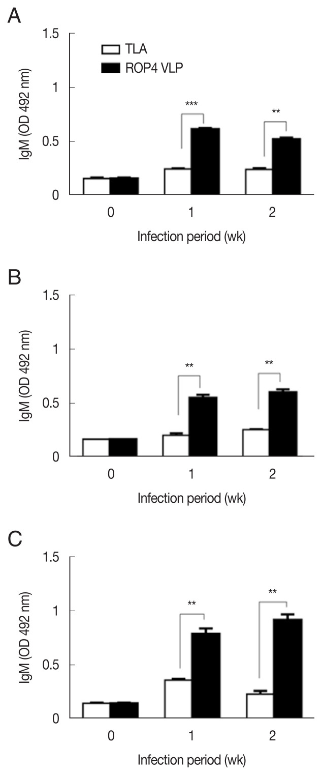 Detection of Toxoplasma gondii Infections using Virus-Like Particles Displaying T. gondii ROP4 Antigen.