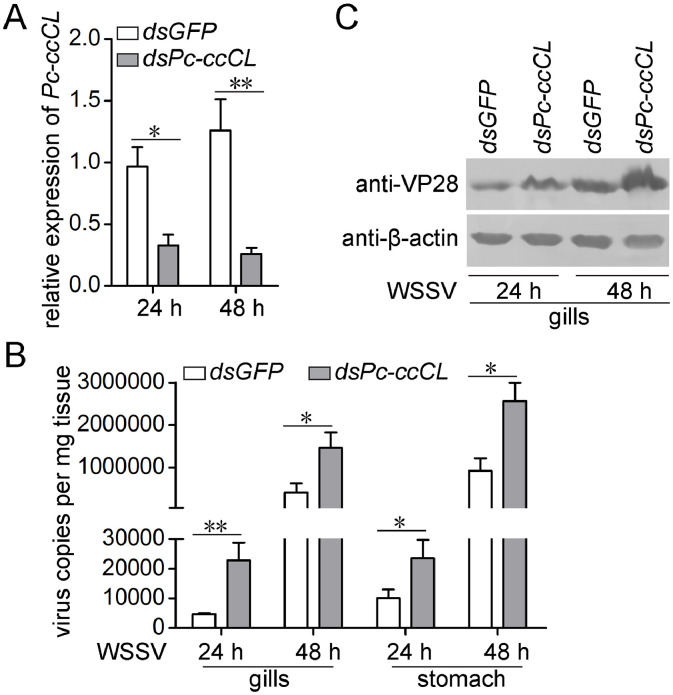 C-type lectin binds envelope protein of white spot syndrome virus and induces antiviral peptides in red swamp crayfish