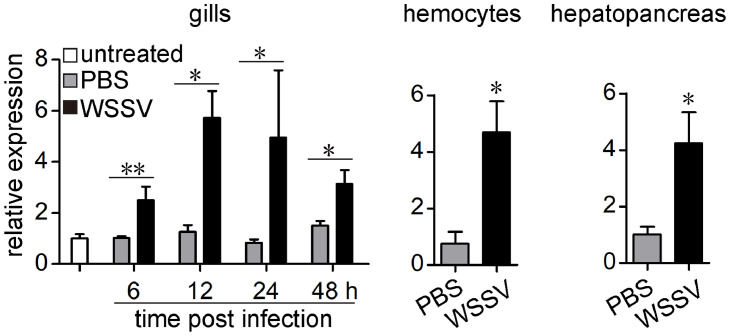 C-type lectin binds envelope protein of white spot syndrome virus and induces antiviral peptides in red swamp crayfish