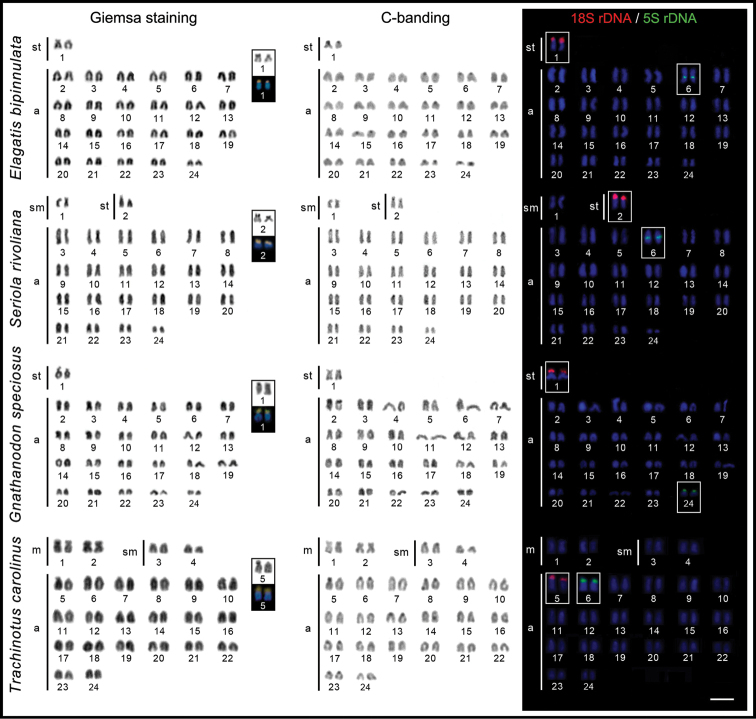 ﻿Comparative cytogenetic patterns in Carangidae fishes in association with their distribution range.