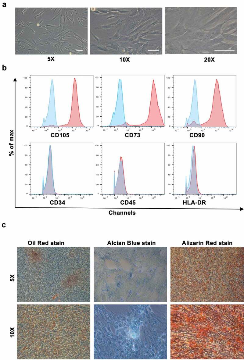 SENP1 is required for the growth, migration, and survival of human adipose-derived stem cells.