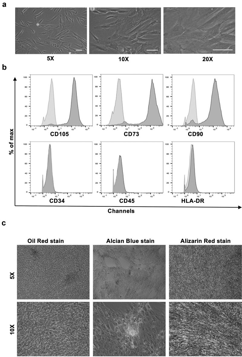 SENP1 is required for the growth, migration, and survival of human adipose-derived stem cells.