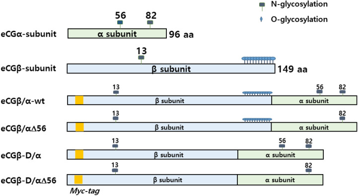 Specific Biological Activity of Equine Chorionic Gonadotropin (eCG) Glycosylation Sites in Cells Expressing Equine Luteinizing Hormone/CG (eLH/CG) Receptor.