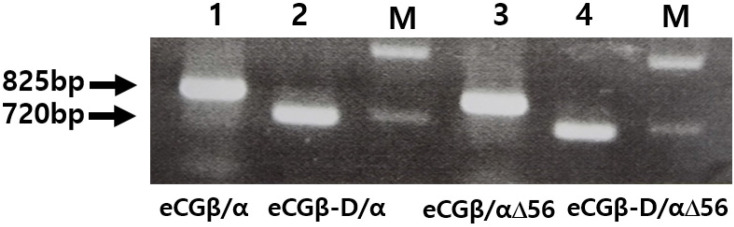 Specific Biological Activity of Equine Chorionic Gonadotropin (eCG) Glycosylation Sites in Cells Expressing Equine Luteinizing Hormone/CG (eLH/CG) Receptor.