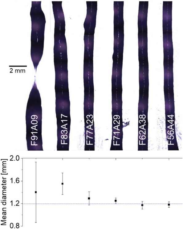 Extrusion-based additive manufacturing of fungal-based composite materials using the tinder fungus Fomes fomentarius.