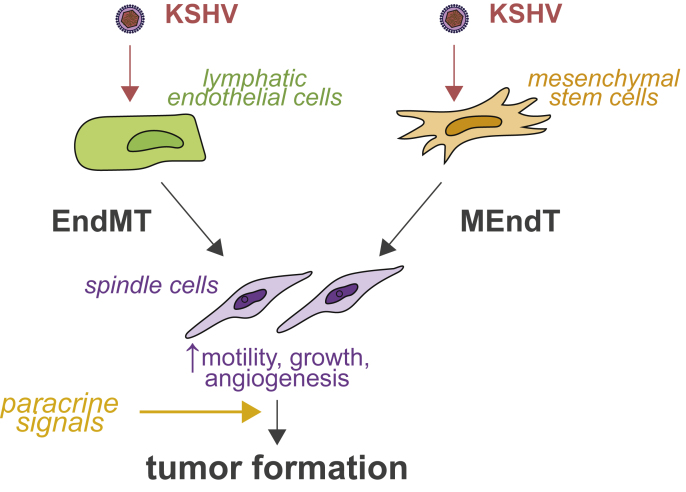 Kaposi's sarcoma-associated herpesvirus at 27