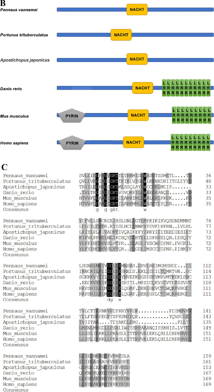 NLRP3-like protein negatively regulates the expression of antimicrobial peptides in Penaeus vannamei hemocyates