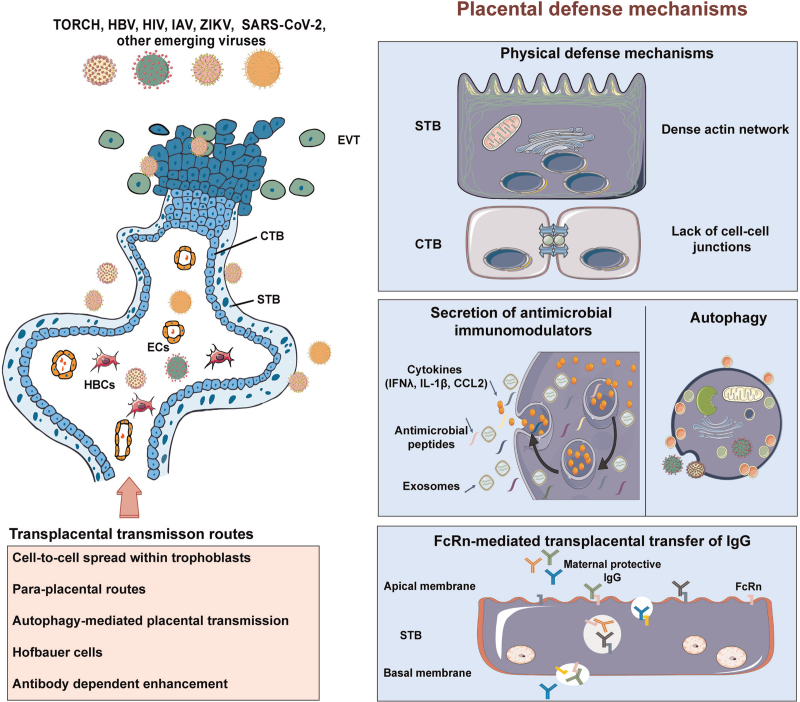 Viral Infections During Pregnancy: The Big Challenge Threatening Maternal and Fetal Health.